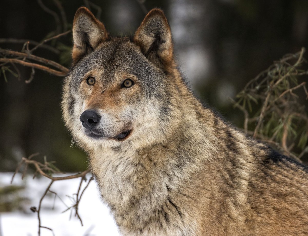 Волк портрет