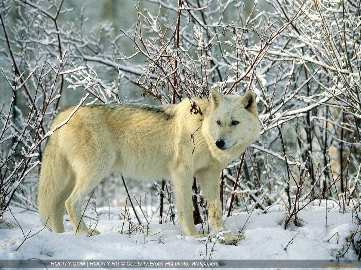 Макензийский Тундровый волк