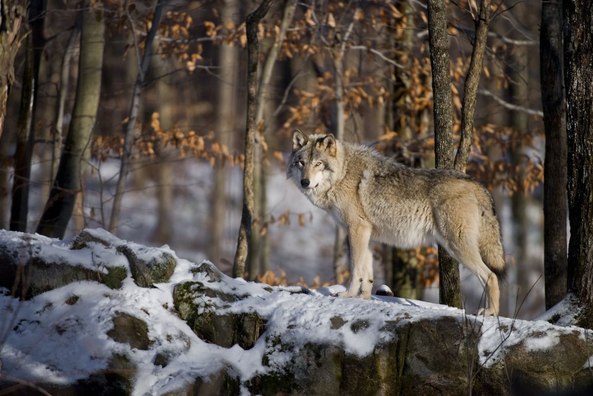 Волки в Крыму