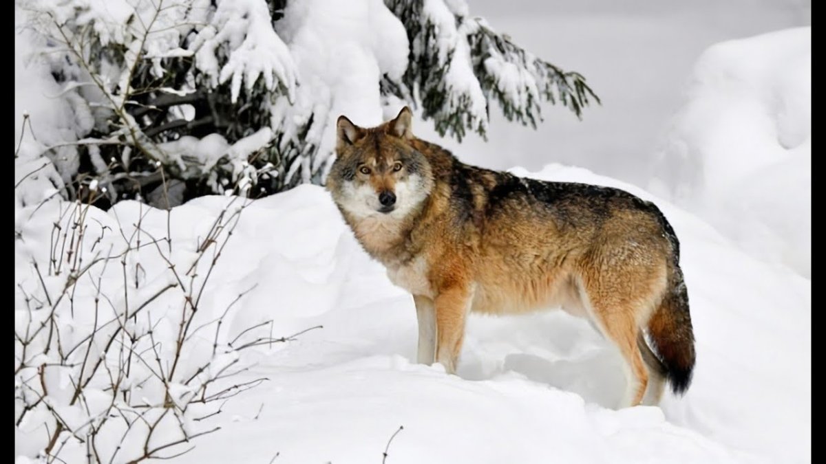 Волк в зимнем лесу