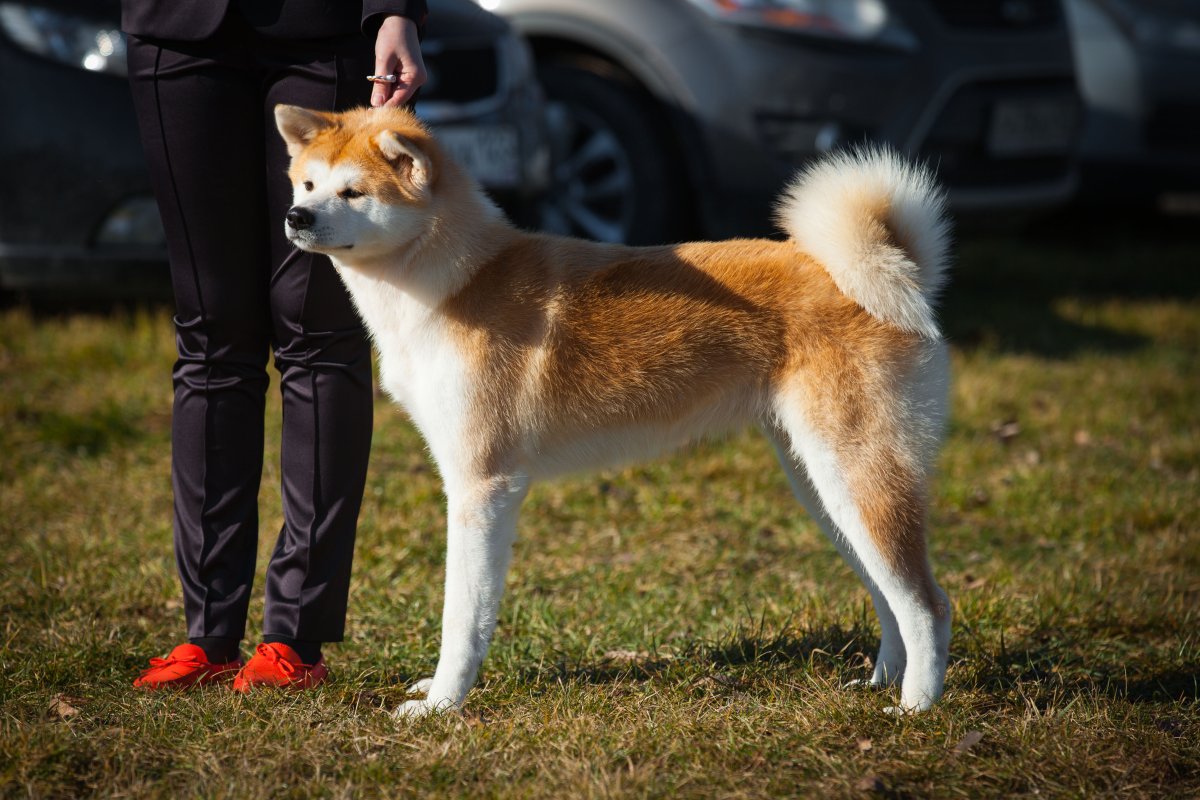 Японская Акита ину