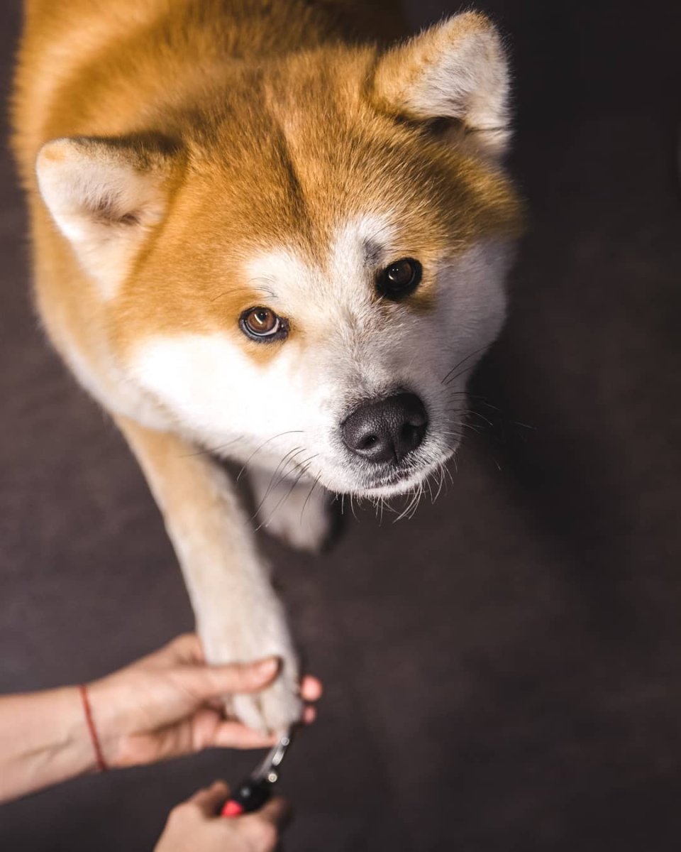 Сезамовый акита ину