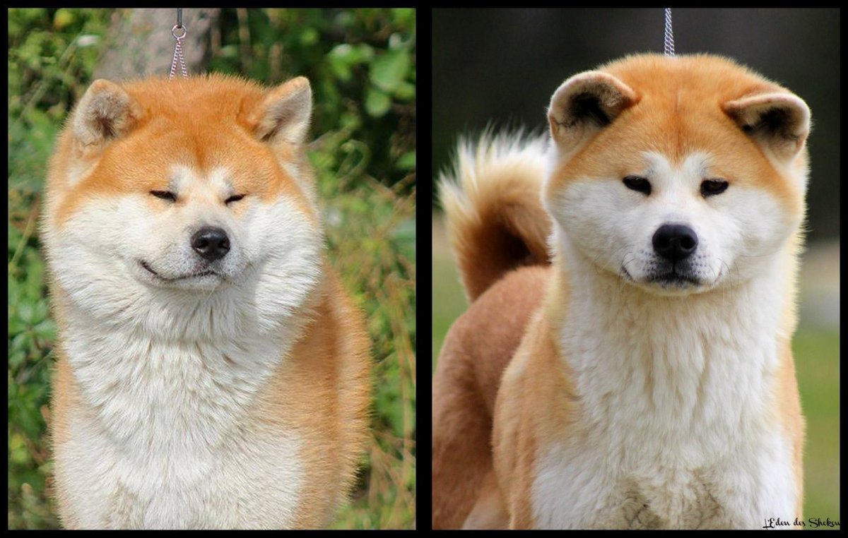 Порода Хатико Акита-ину улыбка