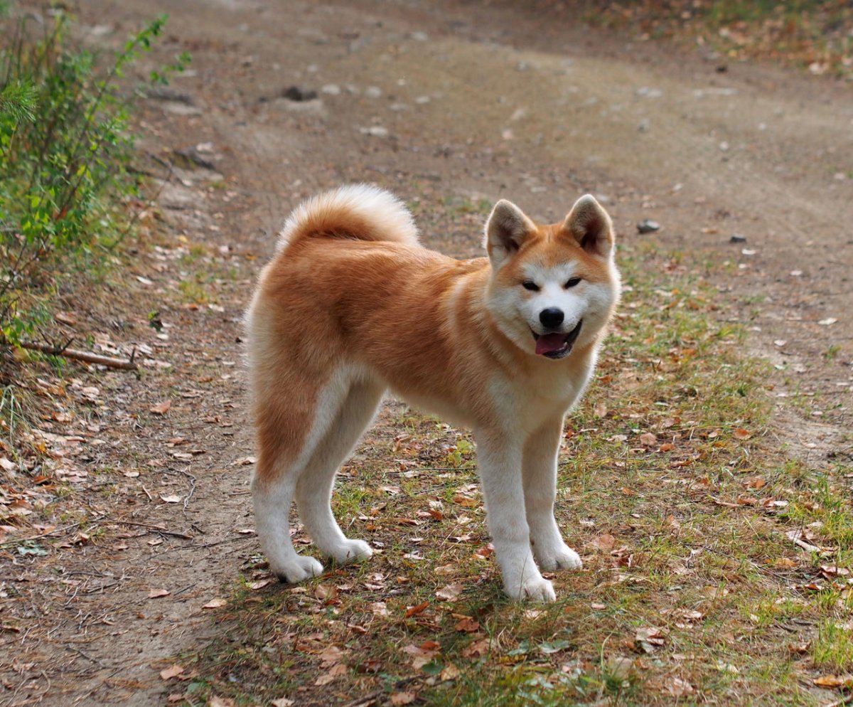 Акита ину императора Японии