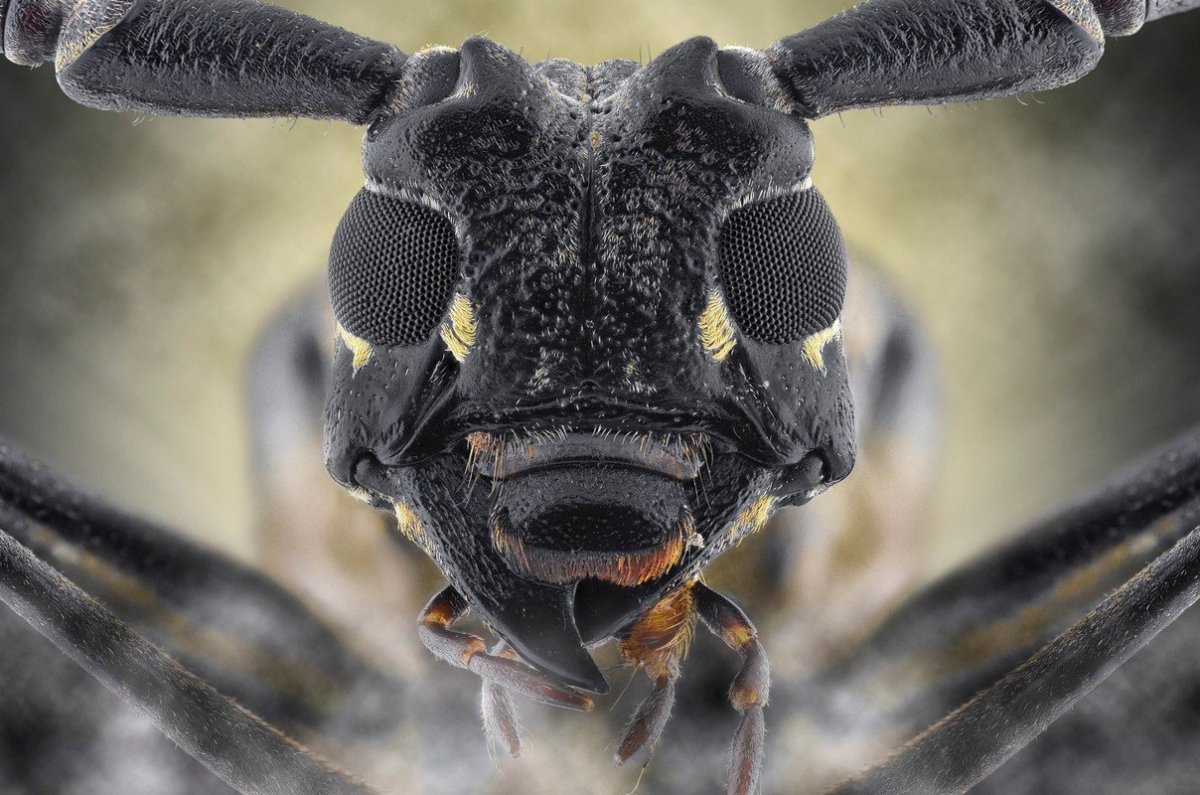 Морды насекомых под микроскопом