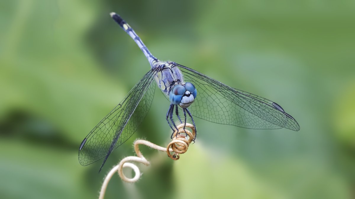 Стрекоза крупным планом