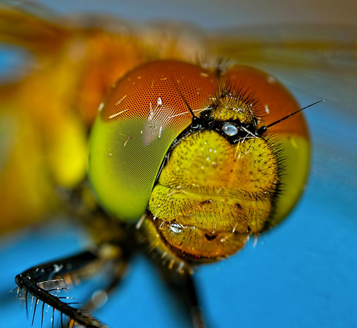 Насекомые вблизи