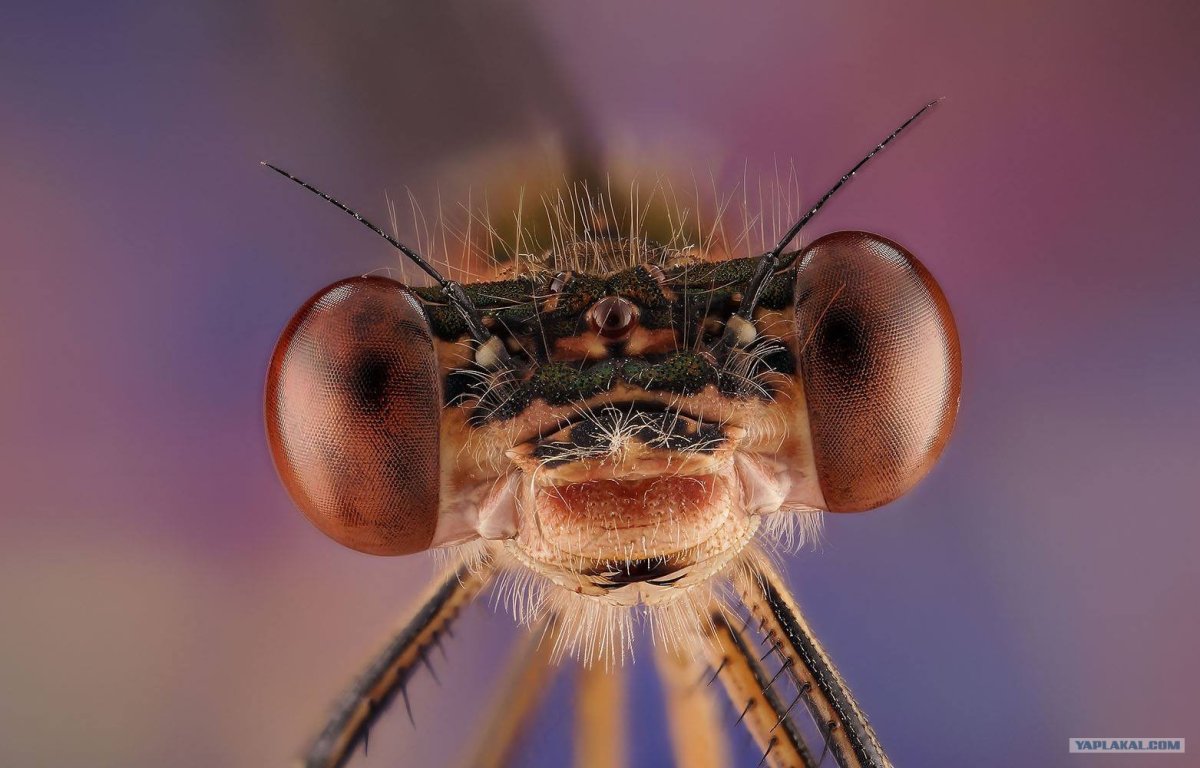 Морда Стрекозы