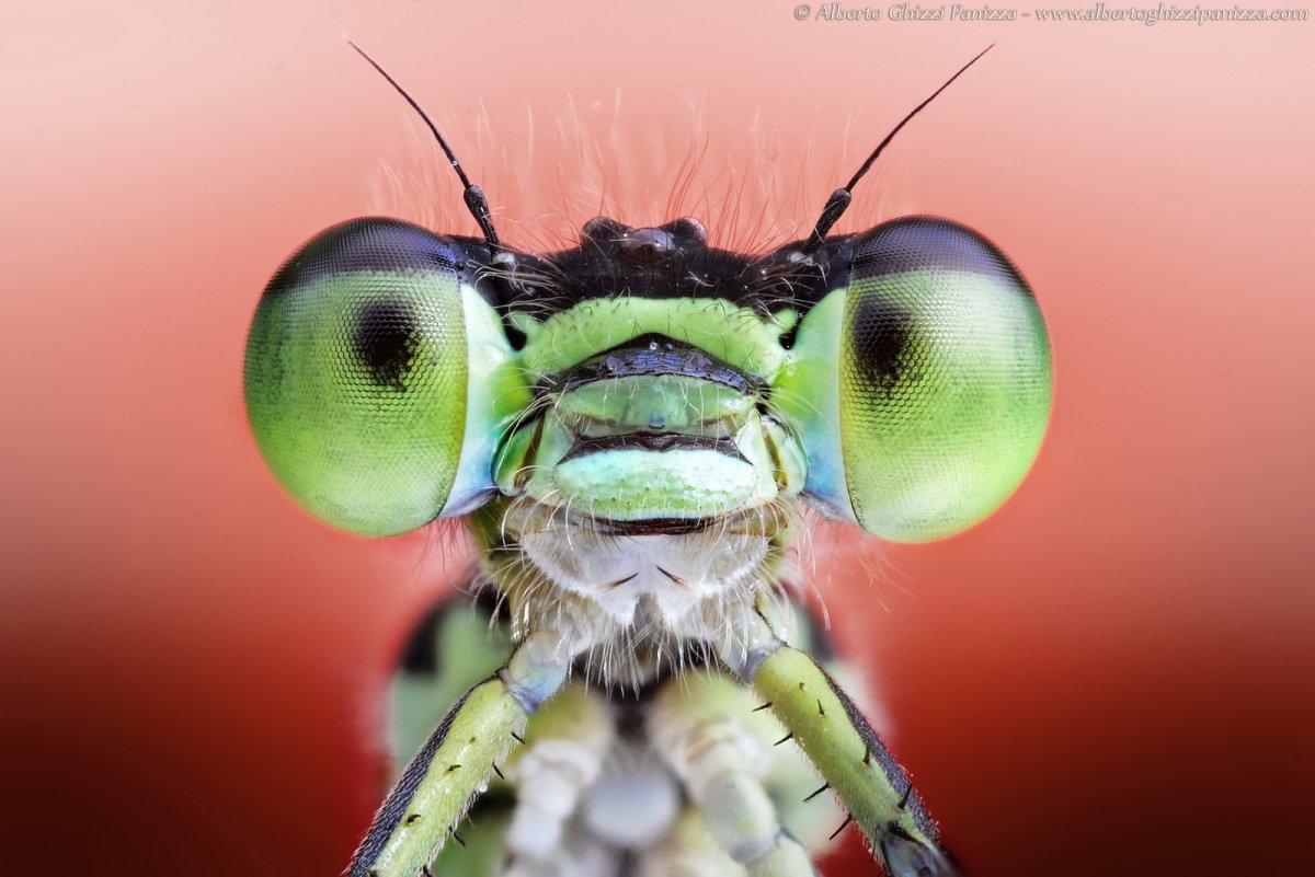 Рот Стрекозы