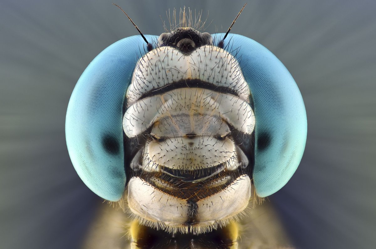 Глаза Стрекозы