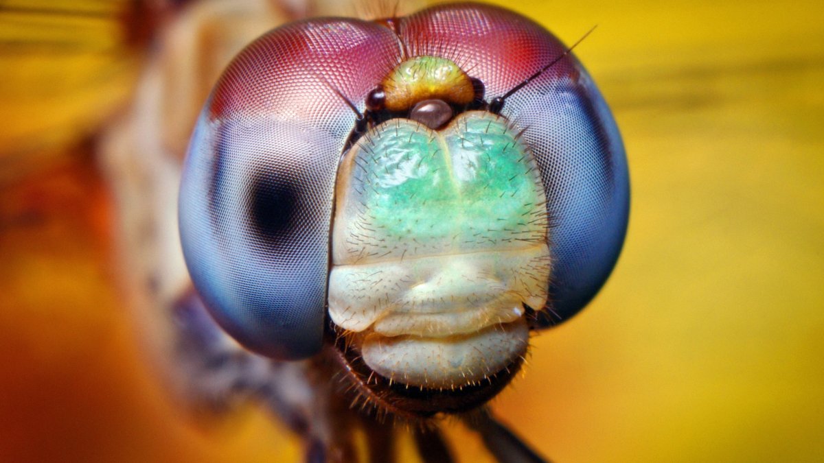 Фасеточные глаза насекомых