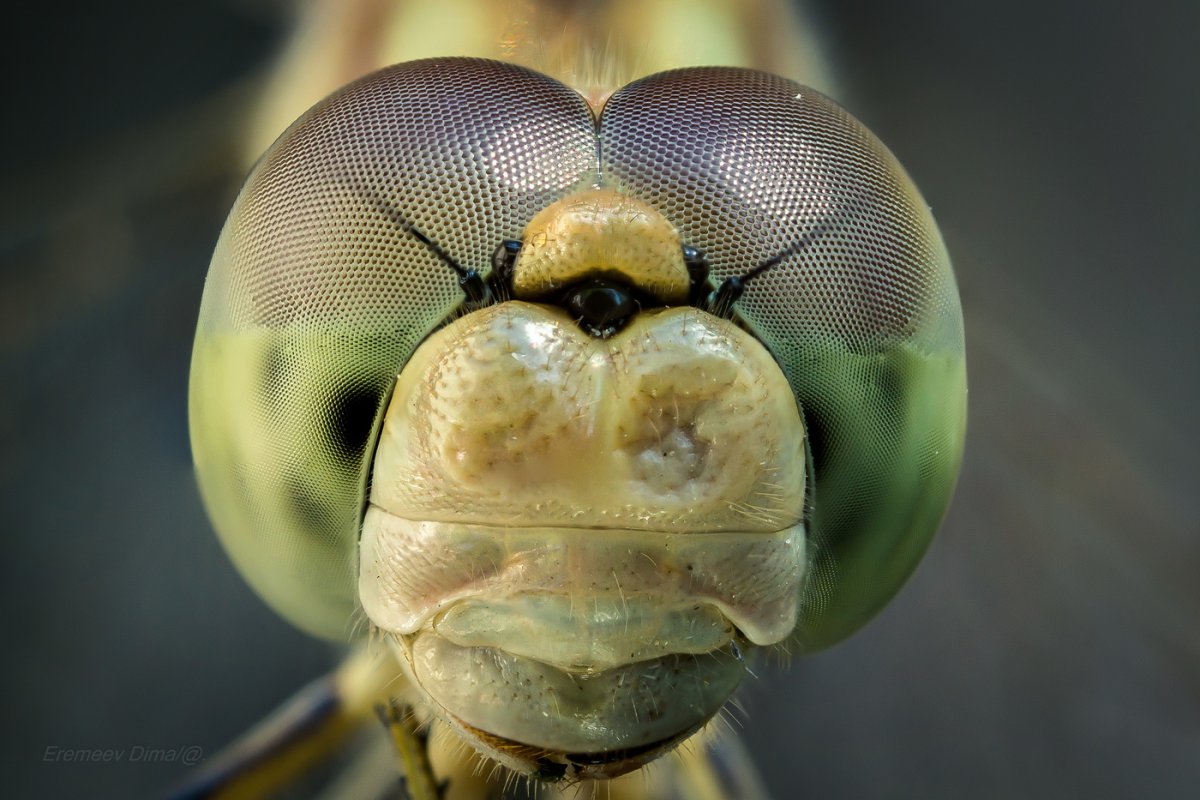 Морда Стрекозы