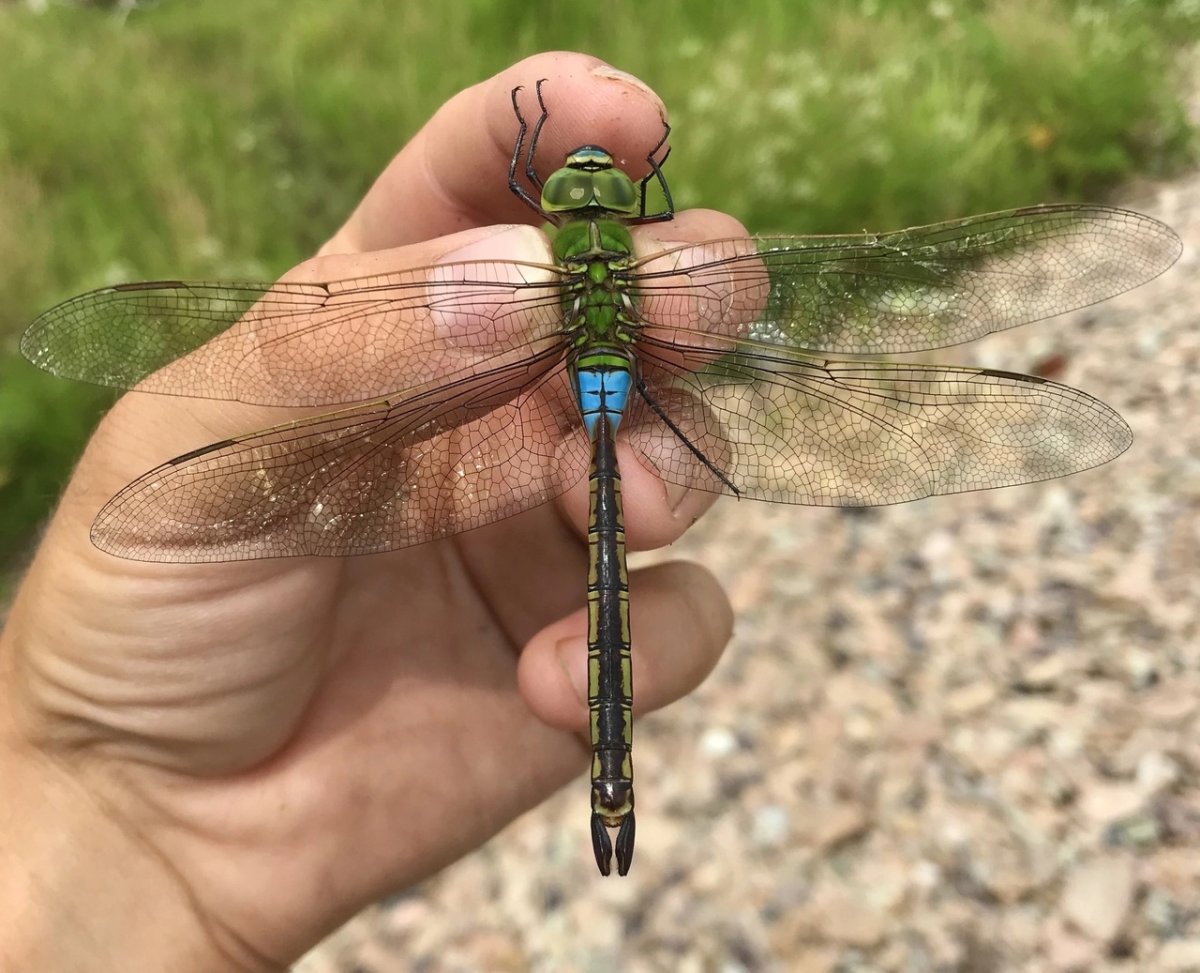 Дозорщик июльский