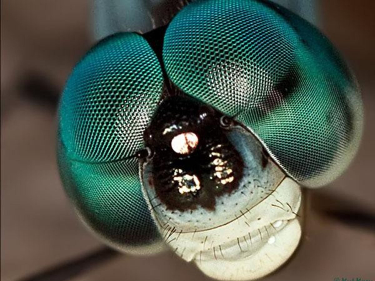 Фасеточные глаза Стрекозы