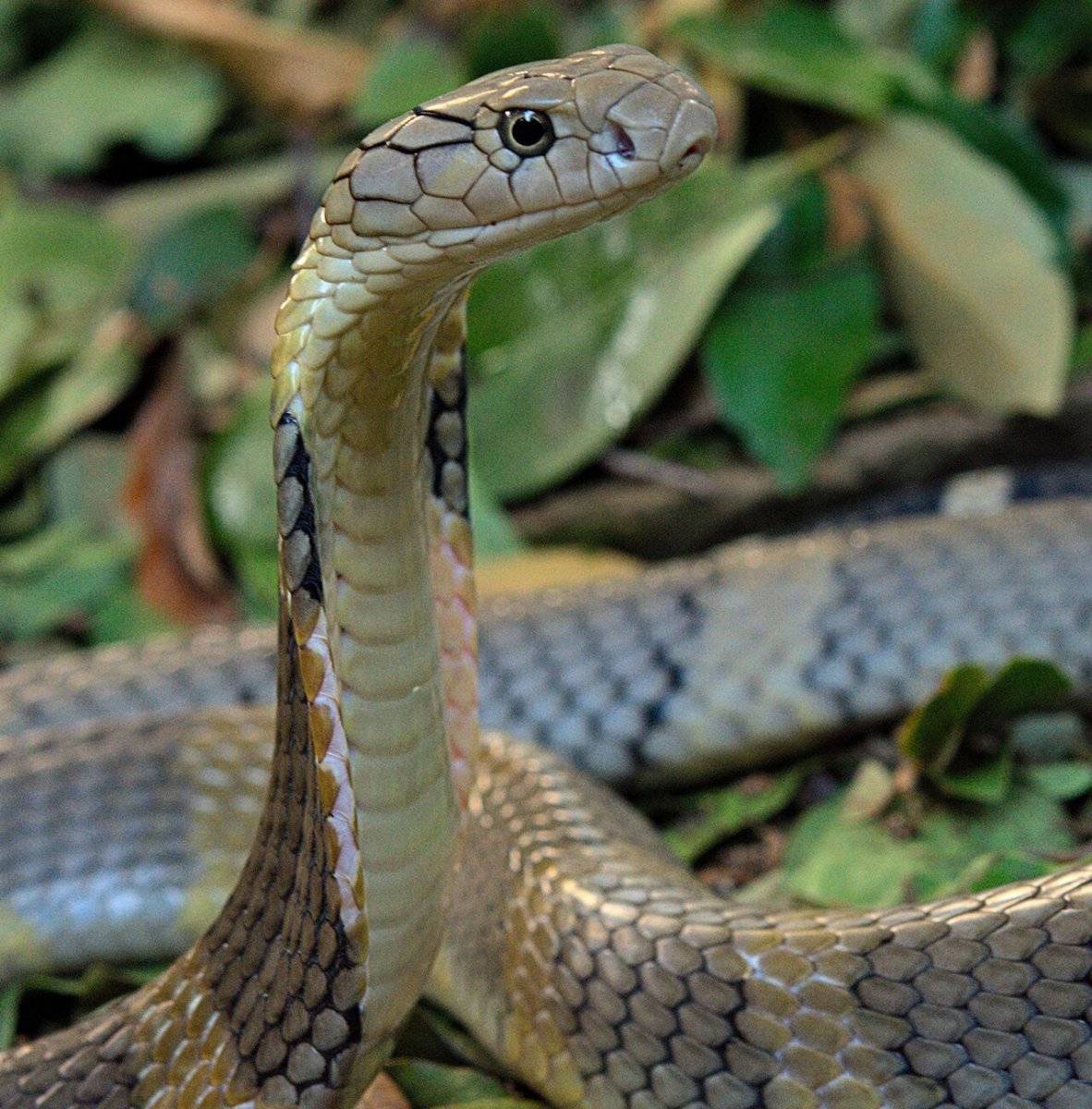 Королевская Кобра 5 метров