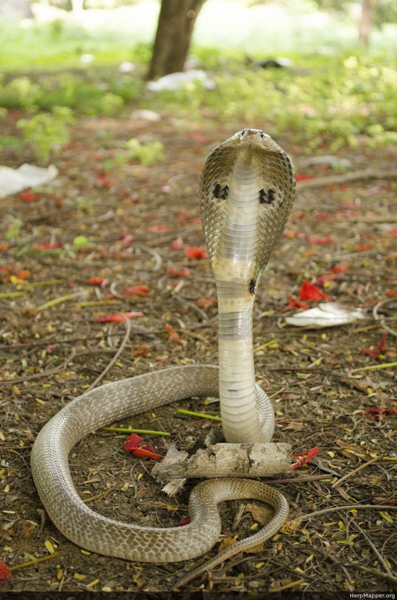 Королевская Кобра 5.7 метра