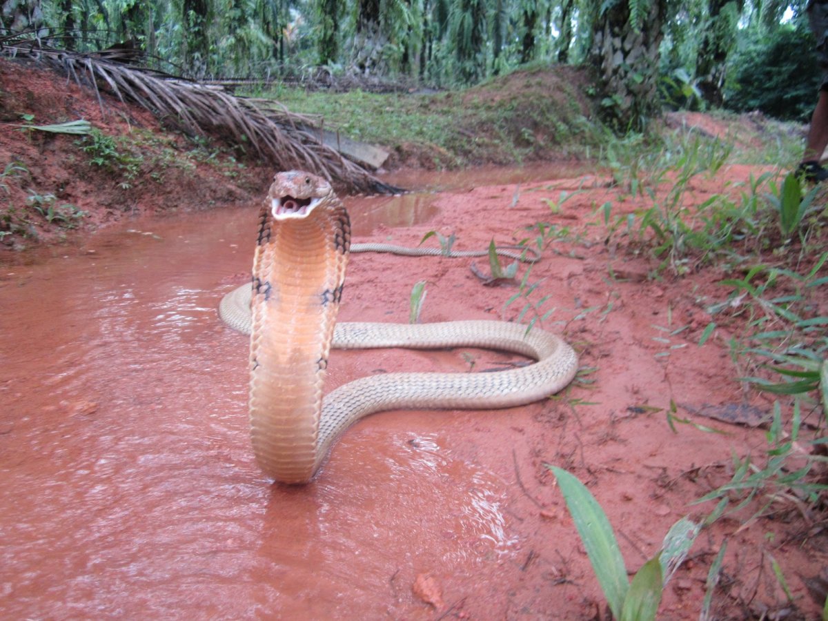 Змей Королевская Кобра