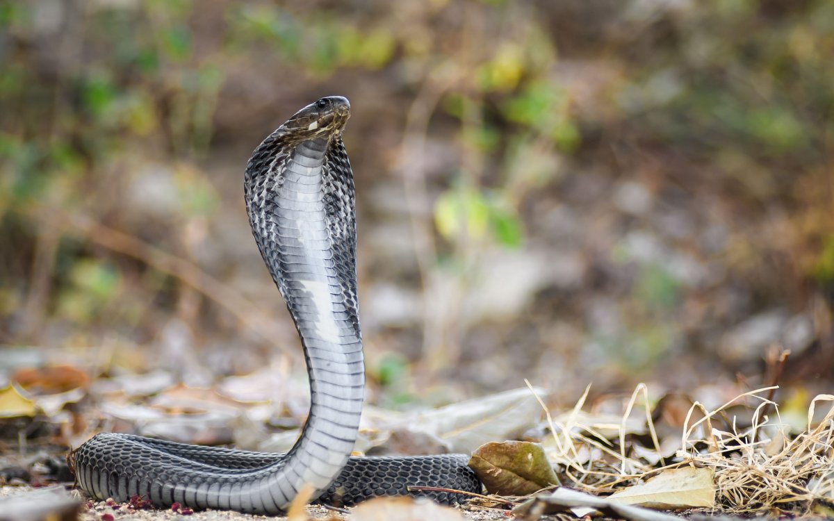 Андаманская Кобра (Naja sagittifera)