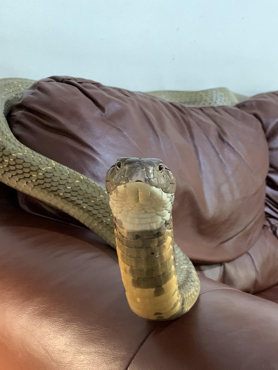 Королевская Кобра двухголовая