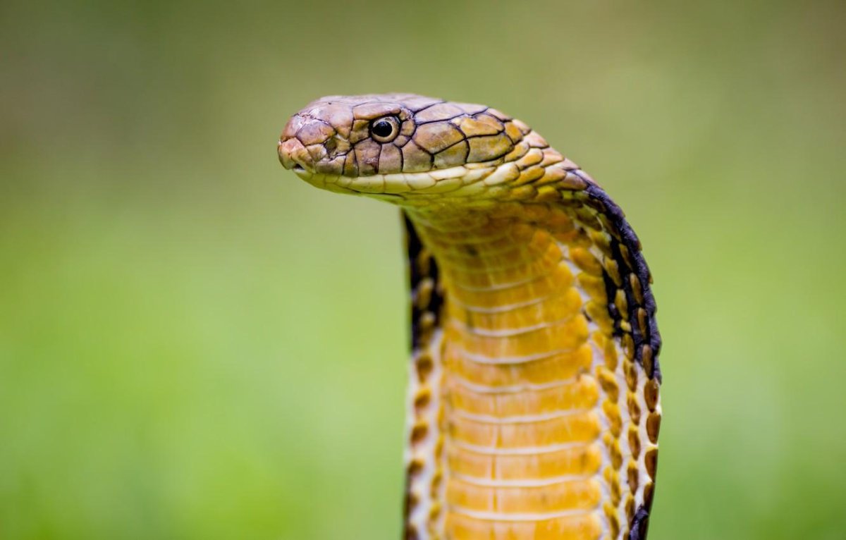 Королевская Кобра гамадриад