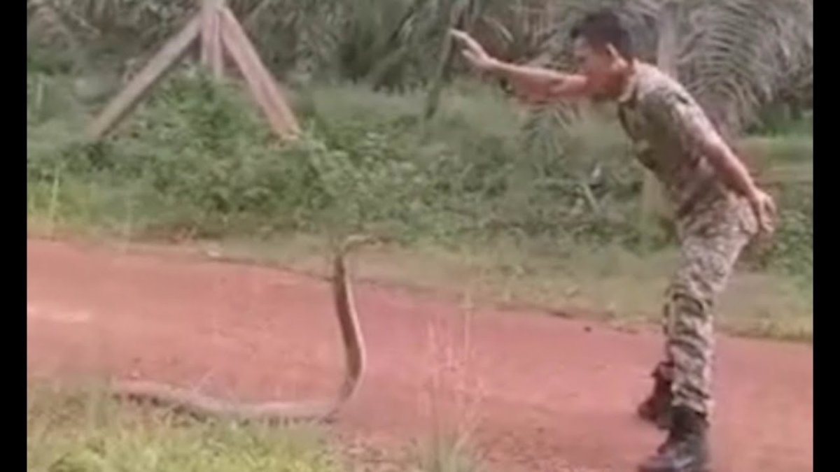 Королевская Кобра в горах Афганистан