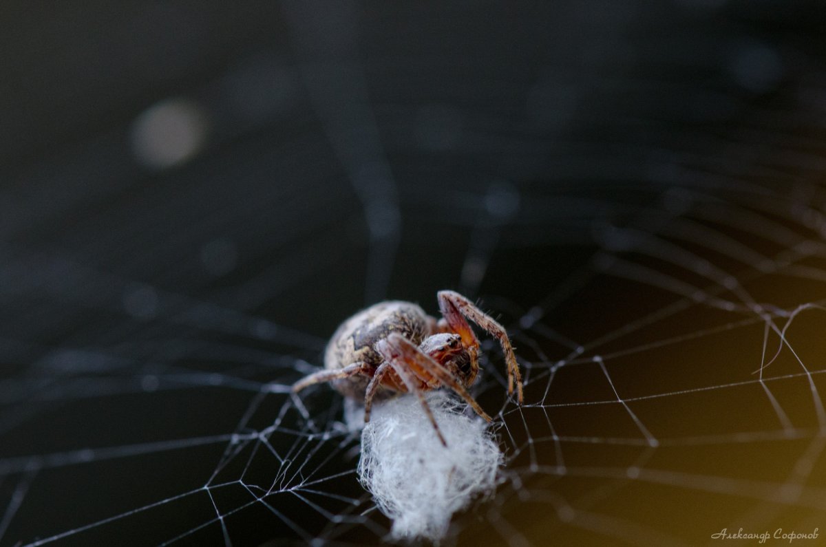 Паук крестовик ДЕАГОСТИНИ