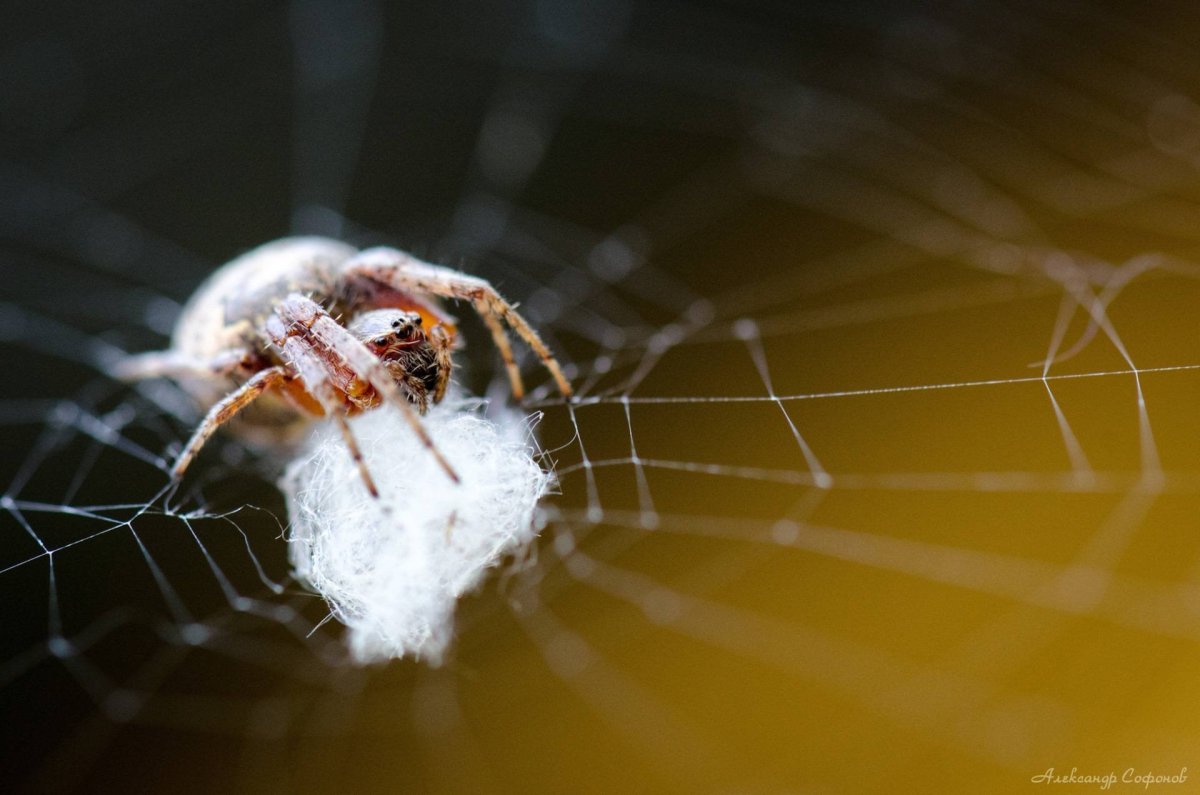 Паук крестовик размножение