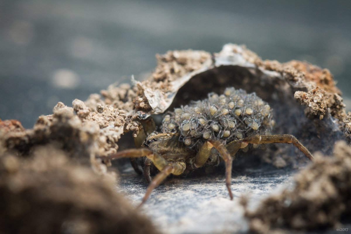 Яйцевой кокон паука