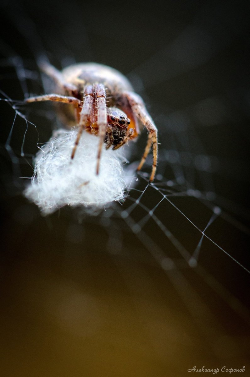 Паук крестовик паучата