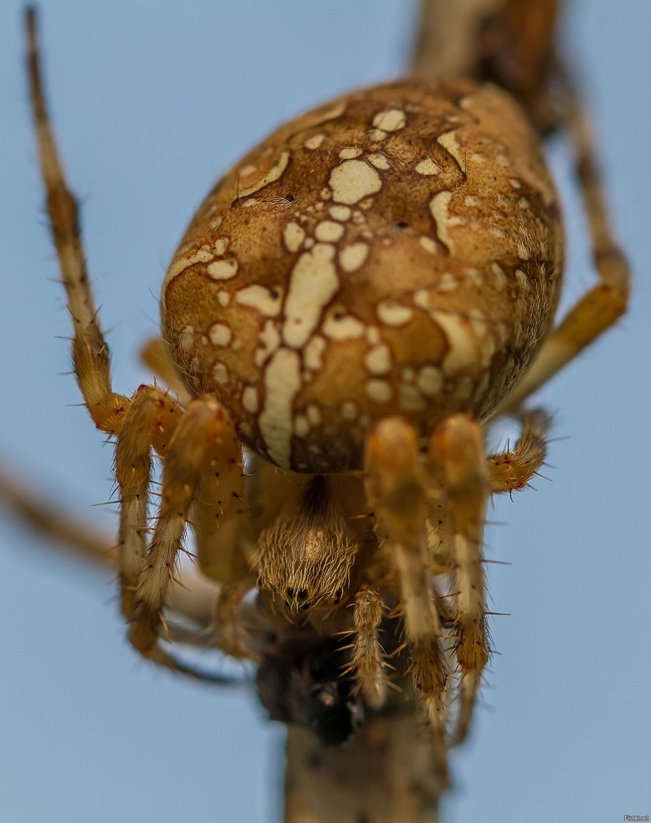 Кокон паука крестовика