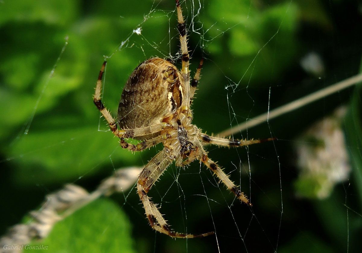 Паук крестовик Дальневосточный