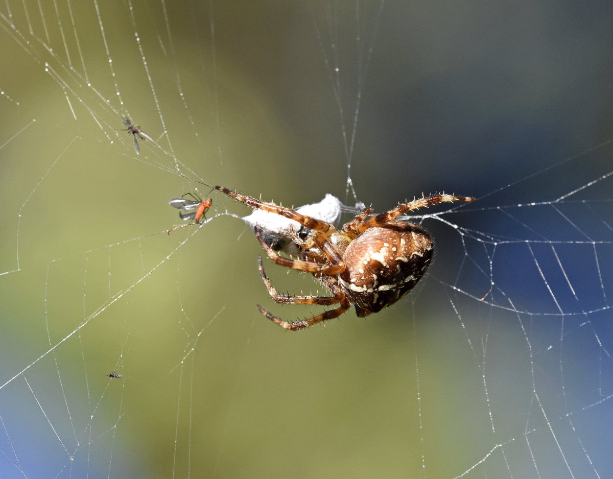 Паук крестовик Каракурт