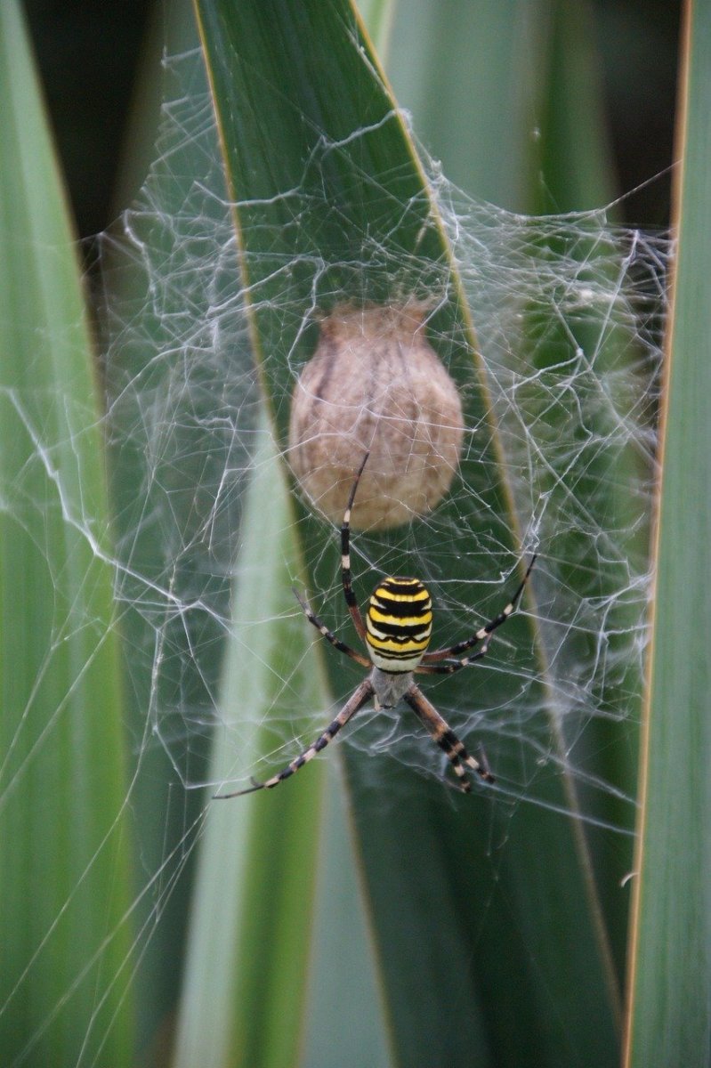 Кокон паука крестовика