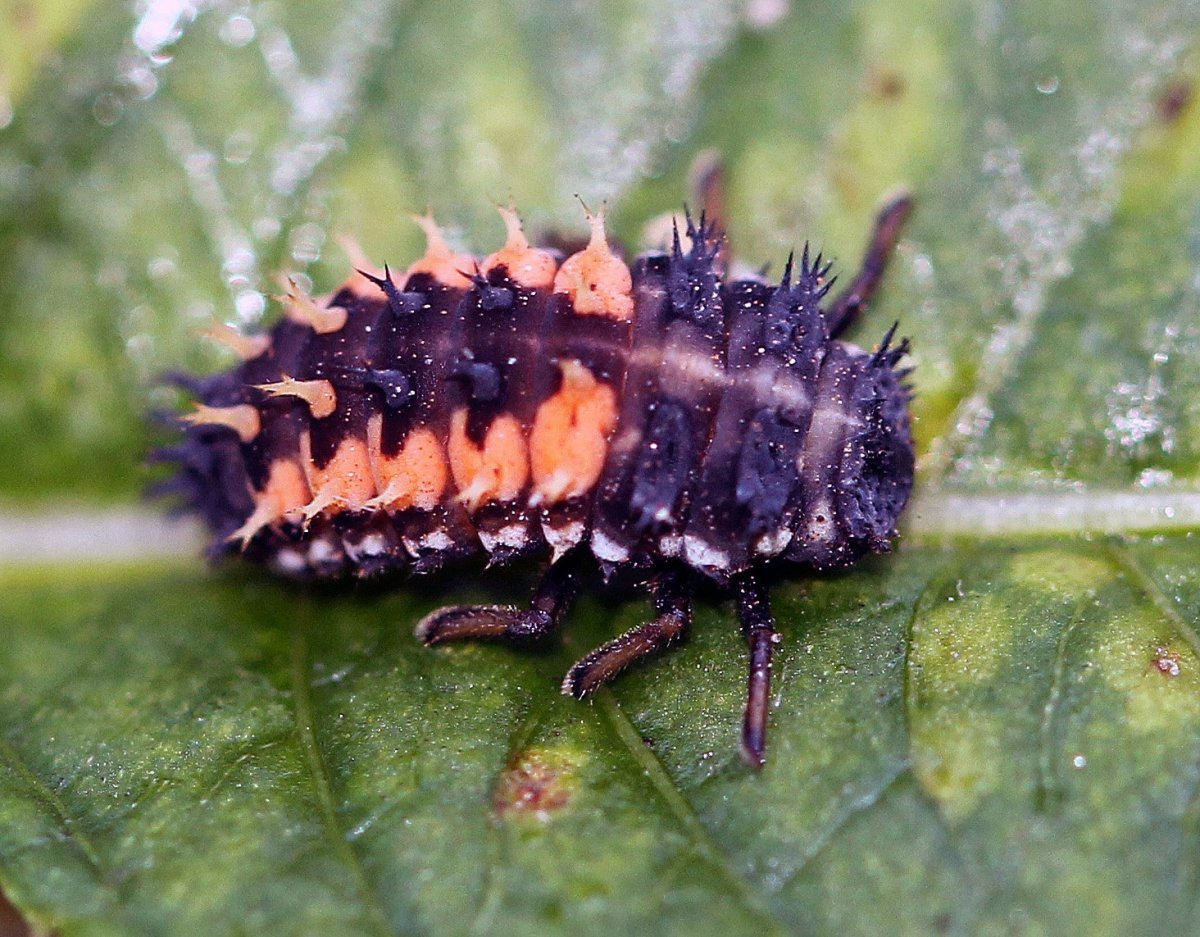Larva - Harmonia axyridis