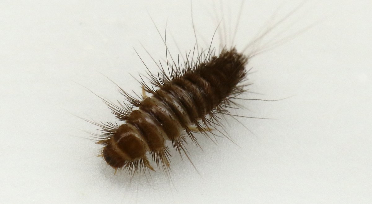 Кожеед Смирнова личинка