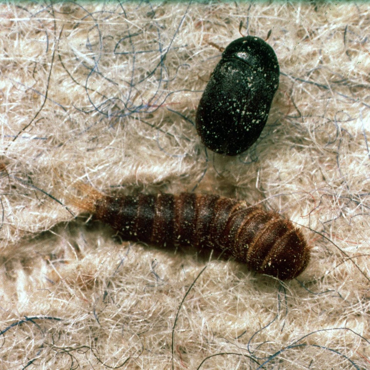 Личинка жука кожееда