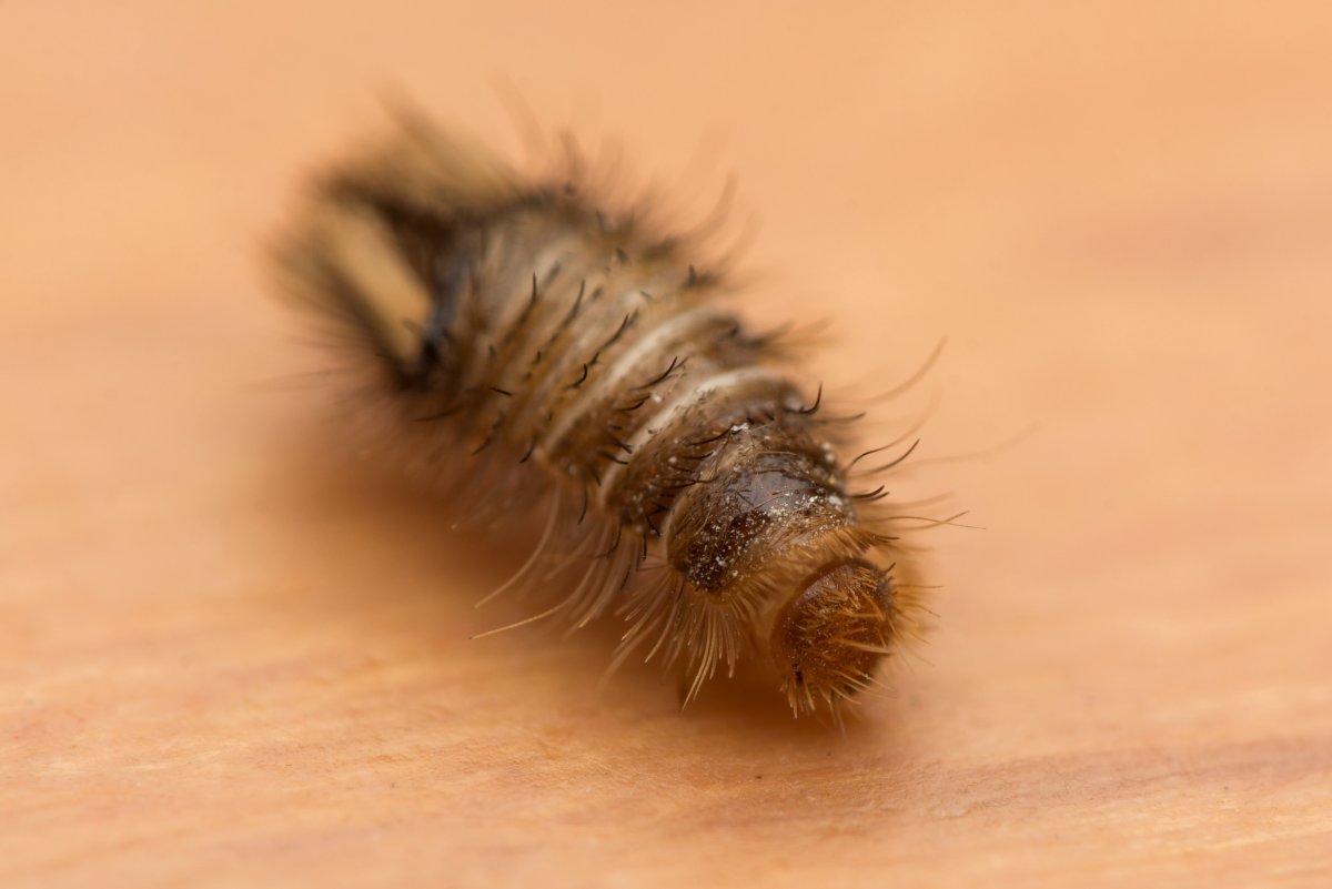 Ковровый Жук кожеед