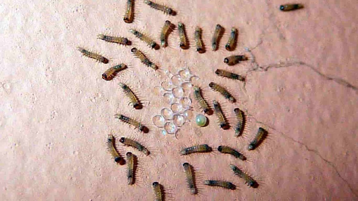 Кожеед Смирнова личинка