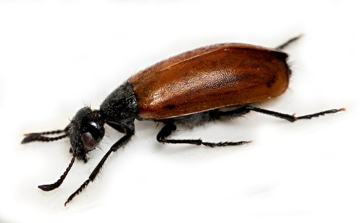 Клещ кожеед