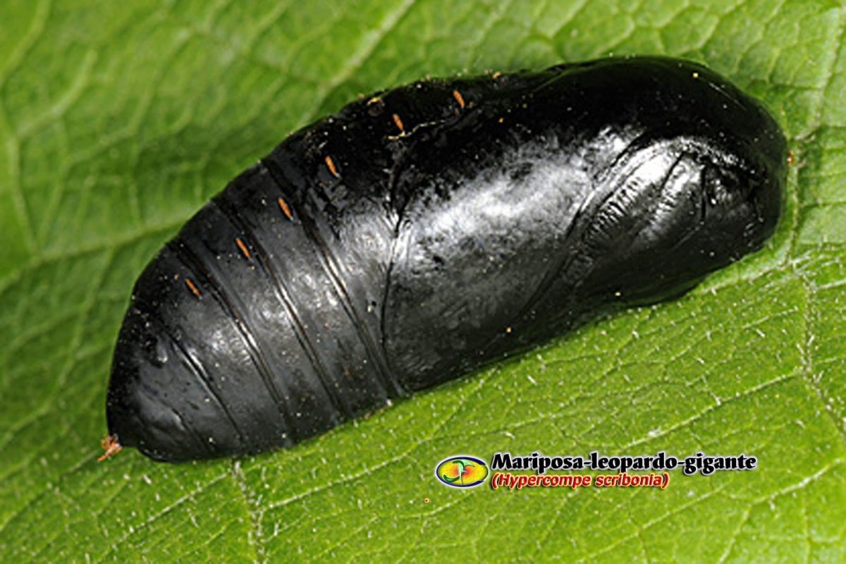 Златка черная кокон