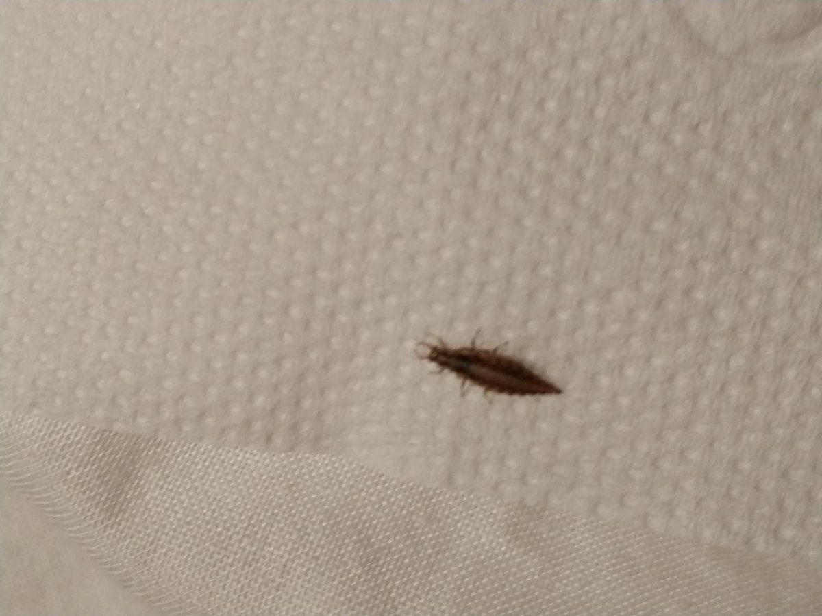 Кожеед постельный личинки