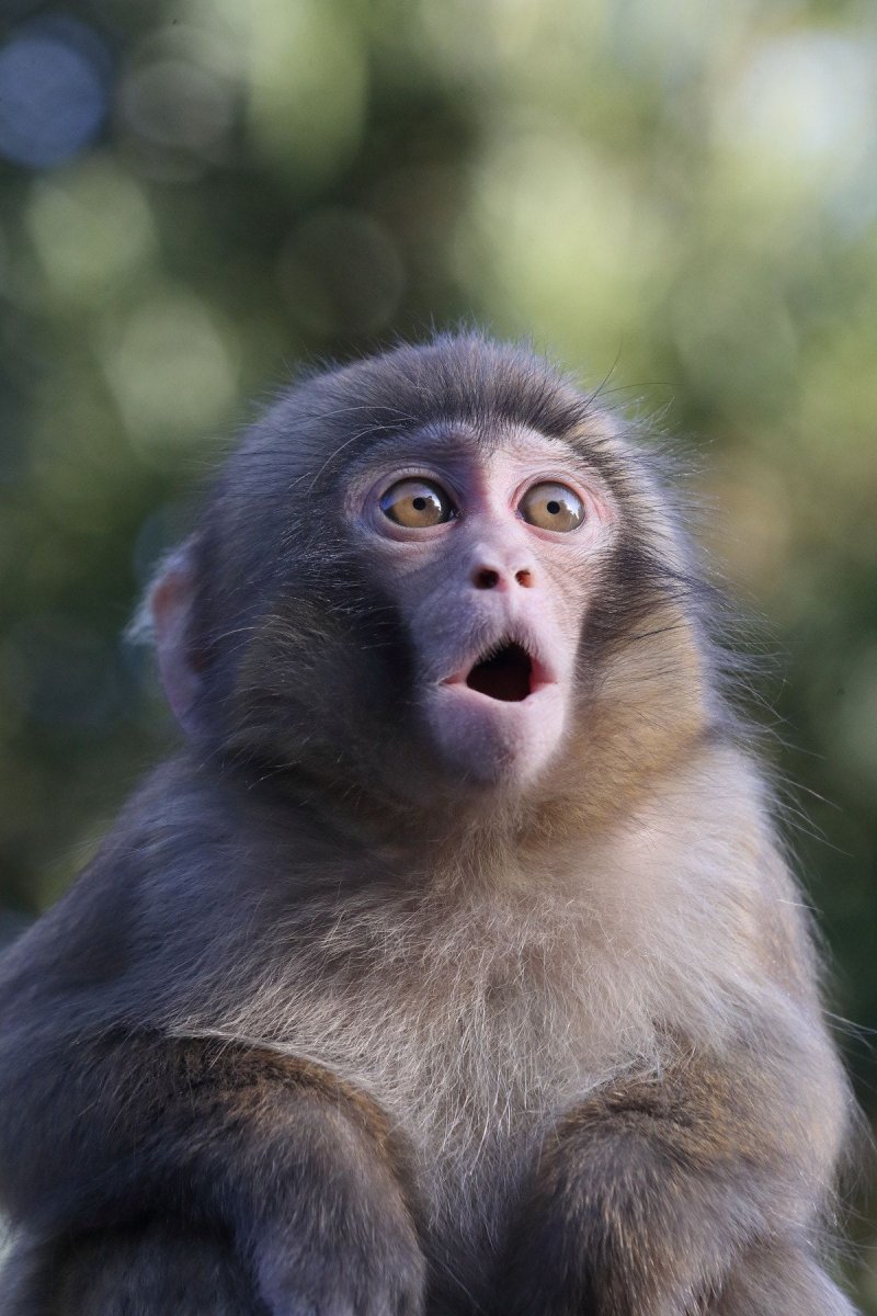 Удивленная мартышка