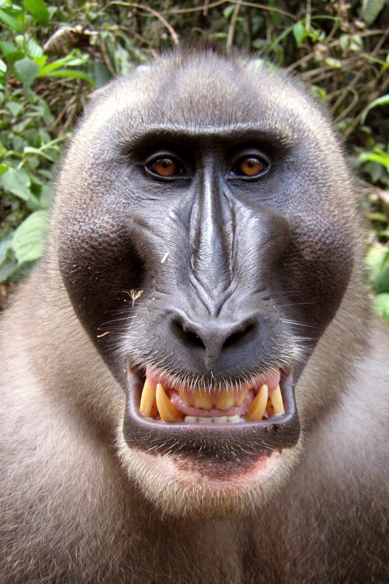 Голый Бибизян