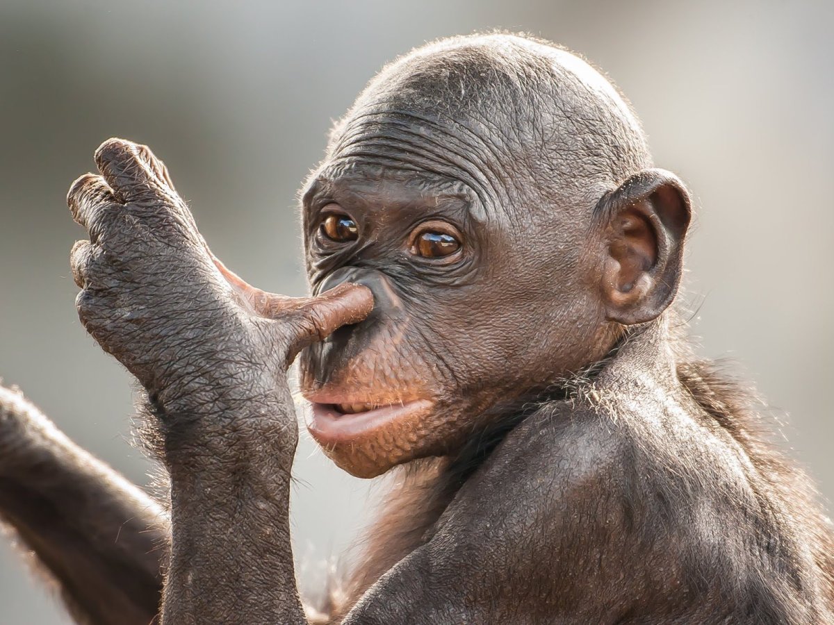 Смешные животные эмоции