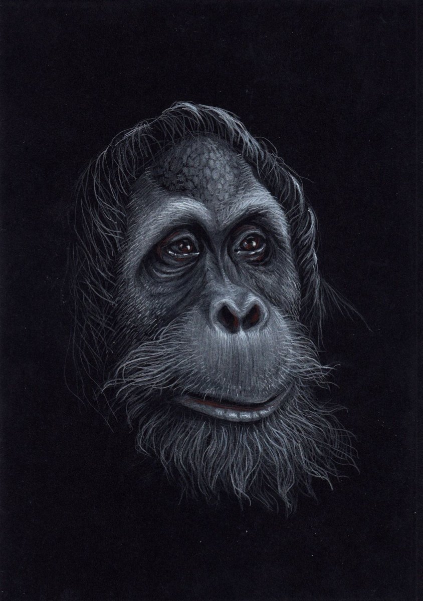 Обезьяна в графике