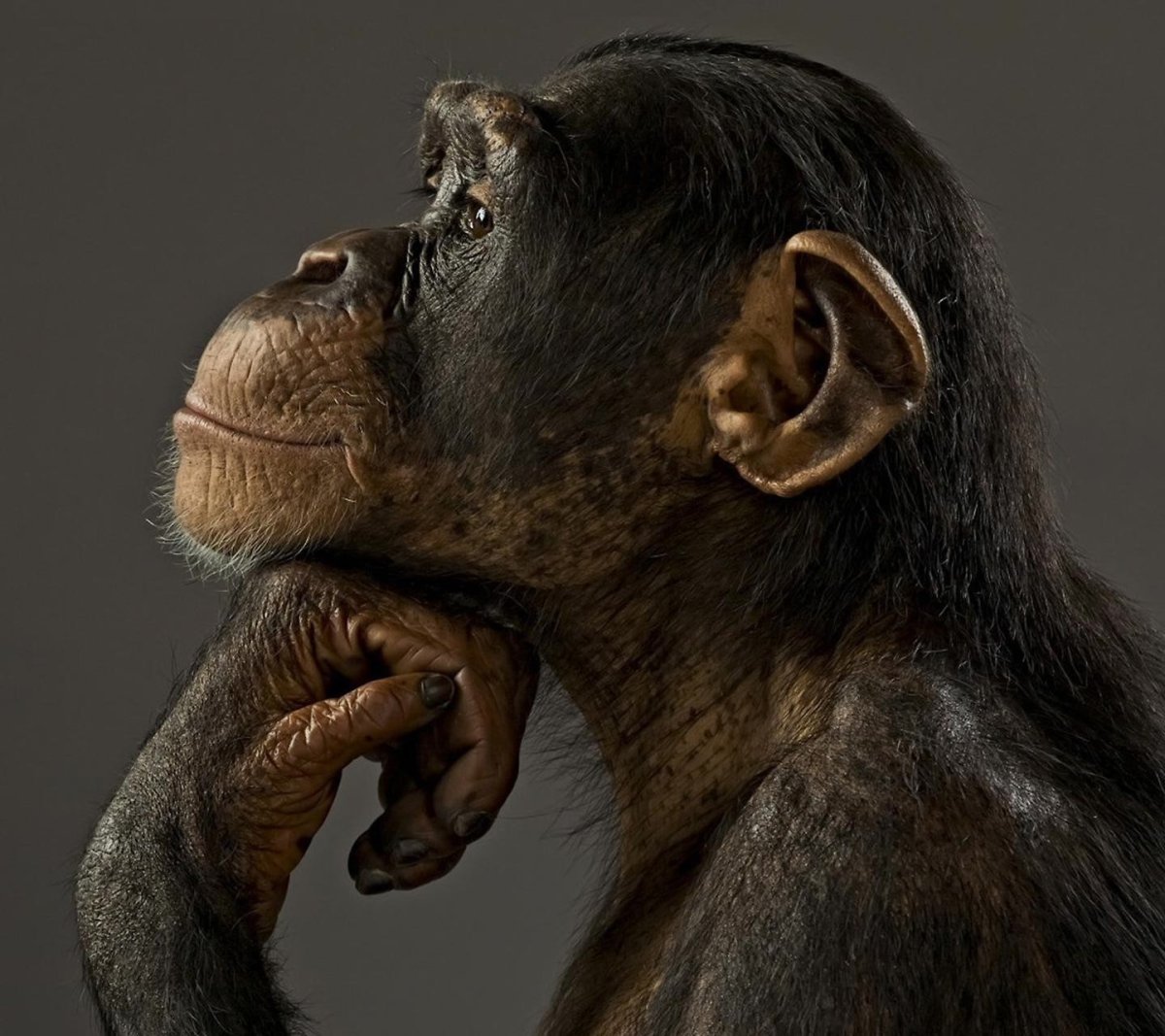 Задумчивая обезьяна