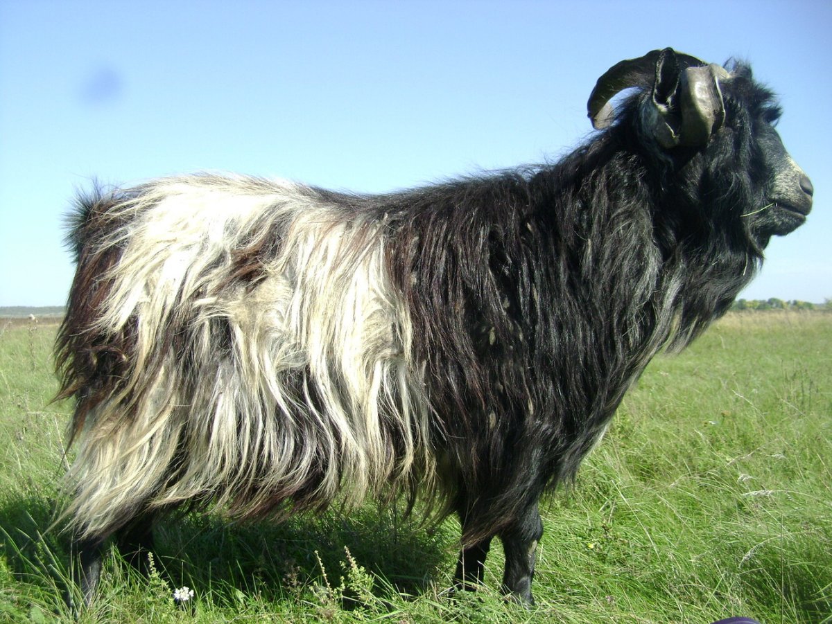 Козы с длинной шерстью порода