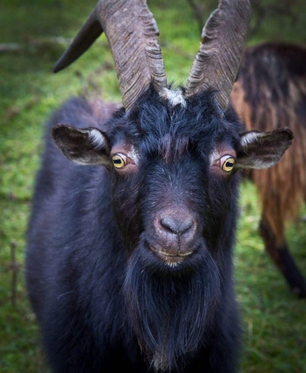 Черная коза