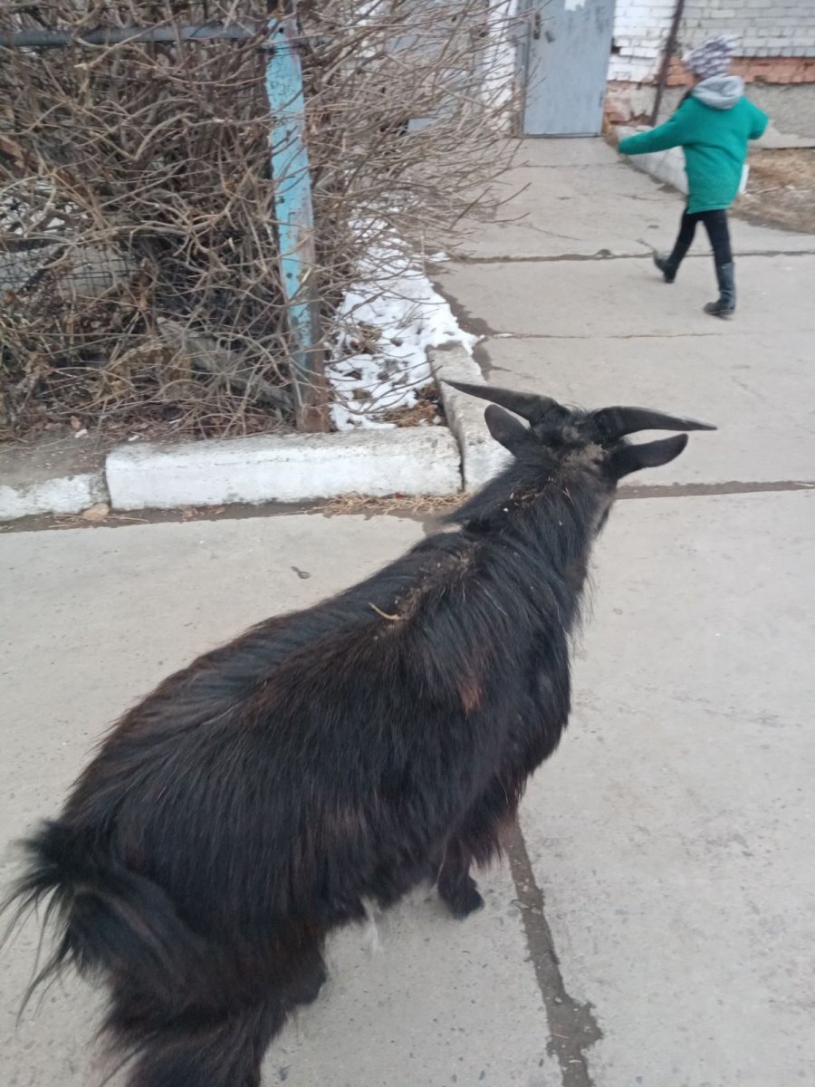 Ритуальный козёл