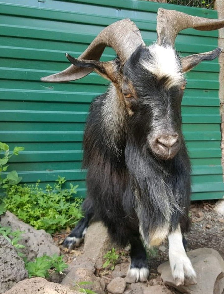 Козел Тимур памятник сафари парк